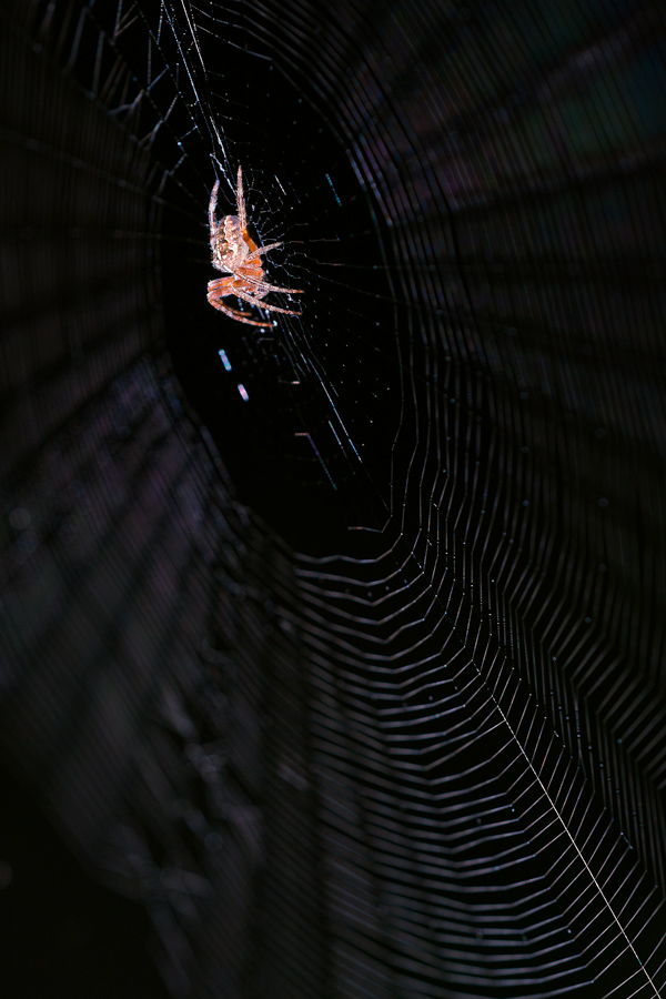 Quattro passi in rete