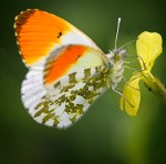 _MG_0437-1-1antochariscardamine-3_