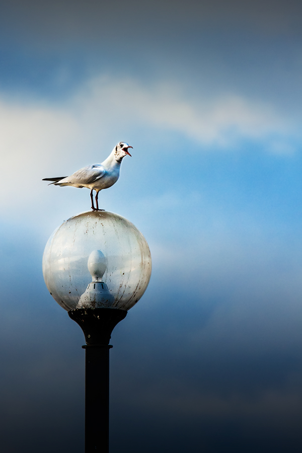 L A D R I mg_4497_.jpg