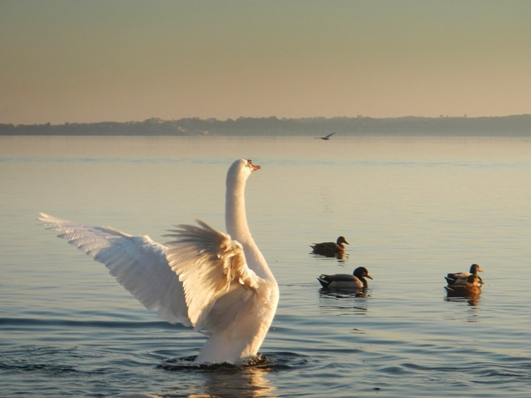 © 2012 Piero Imperiale All Rights Reserved