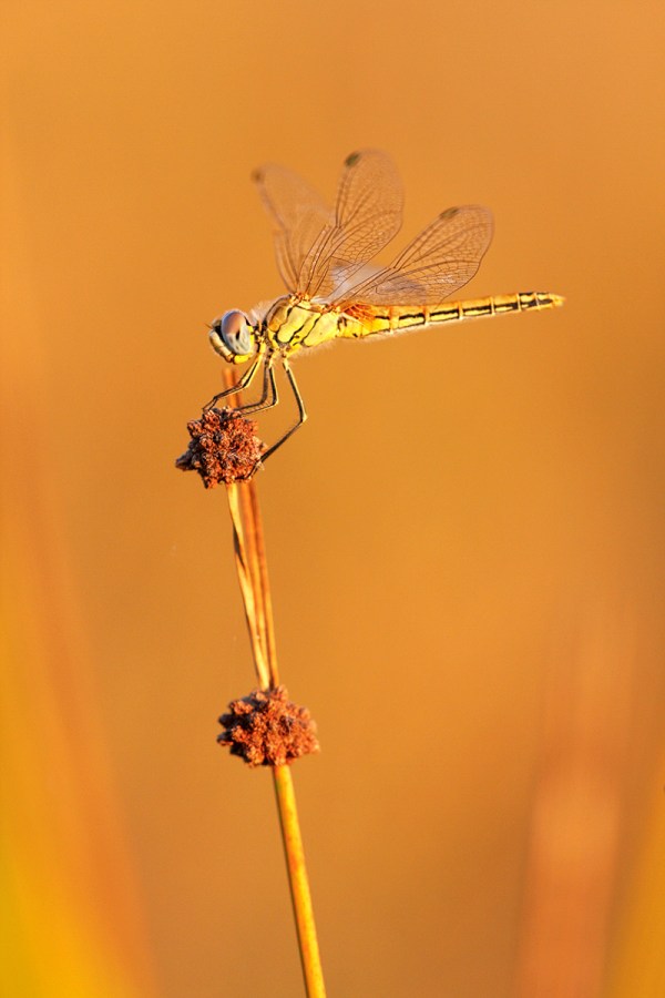 © 2012 Piero Imperiale All Rights Reserved