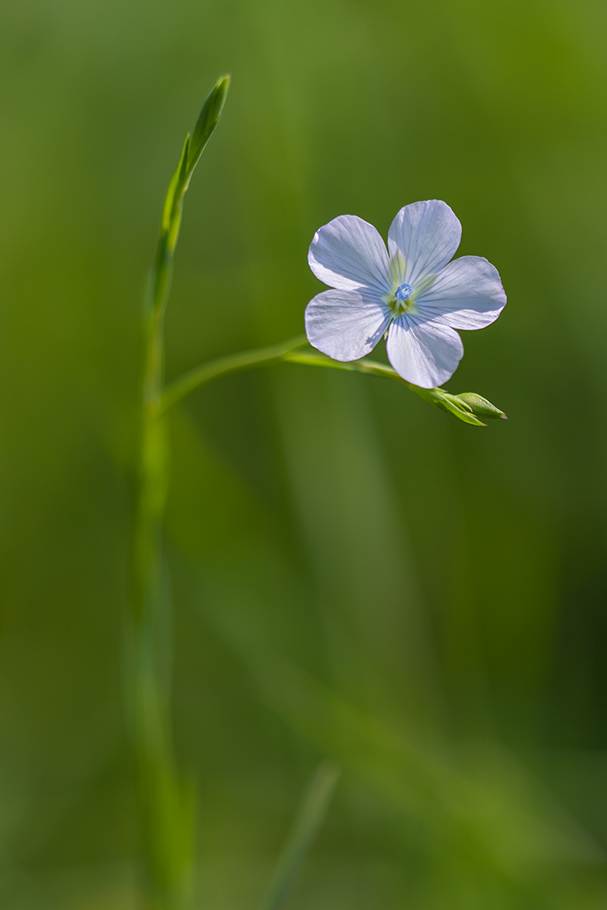 © 2012 Piero Imperiale All Rights Reserved