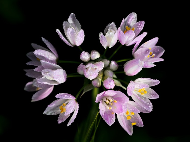 © 2012 Piero Imperiale All Rights Reserved