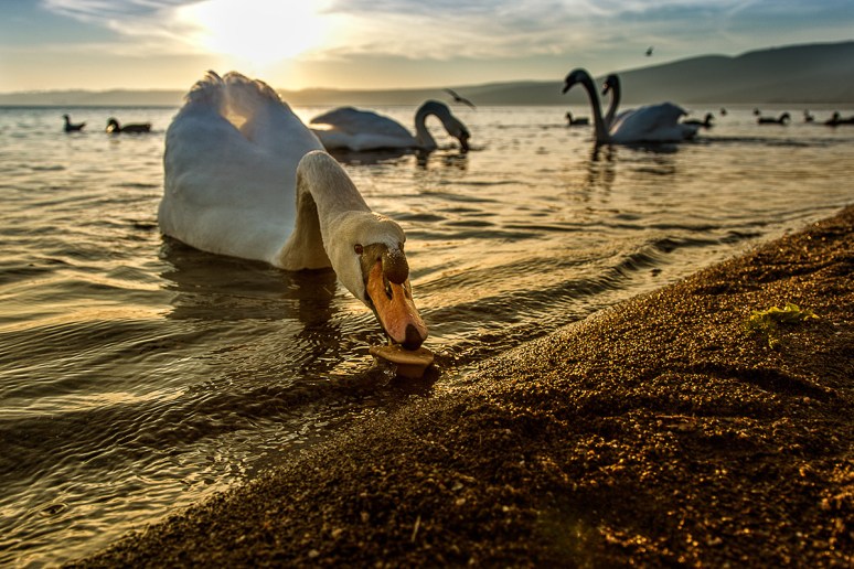 © 2012 Piero Imperiale All Rights Reserved