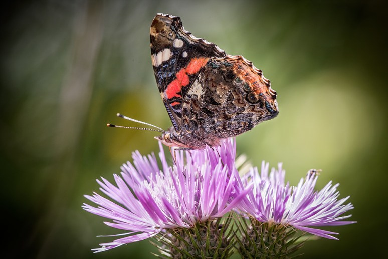 © 2013 All Rights Reserved