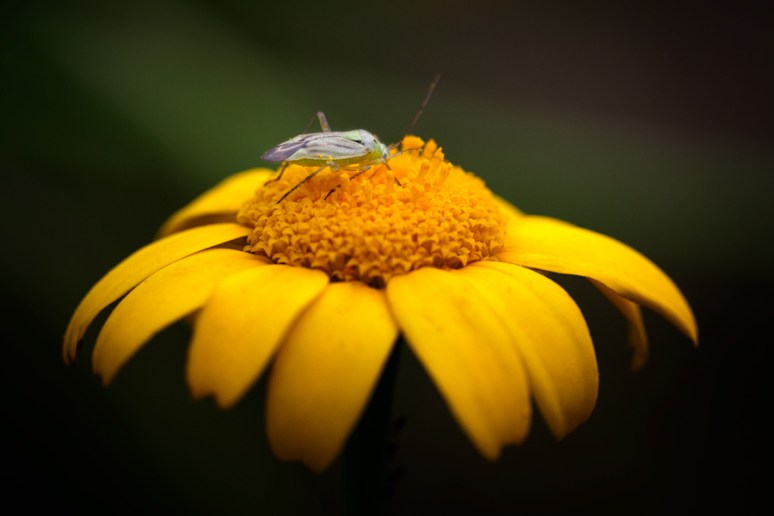 © 2013 Piero Imperiale All Rights Reserved