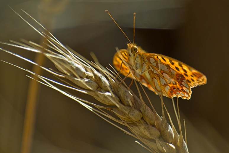 © 2013 Piero Imperiale All Rights Reserved