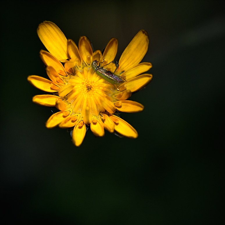 © 2013 All Rights Reserved