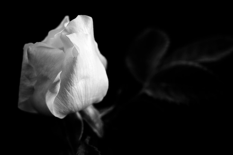 © 2013 Piero Imperiale All Rights Reserved