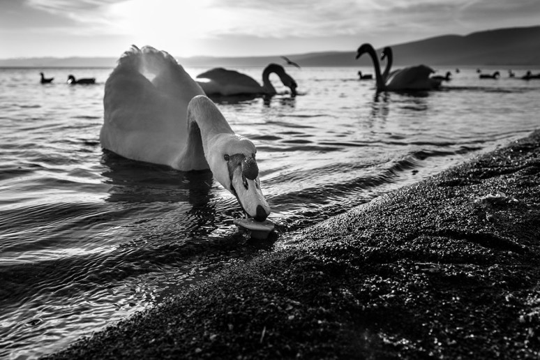 © 2013 Piero Imperiale All Rights Reserved