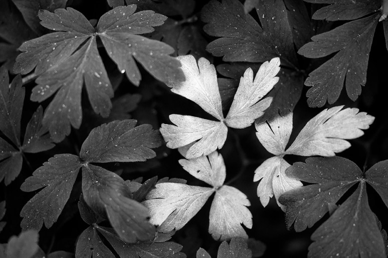 © Piero Imperiale All Rights Reserved