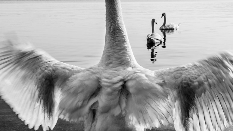 © 2013 Piero Imperiale All Rights Reserved