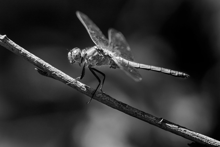 © Piero Imperiale All Rights Reserved