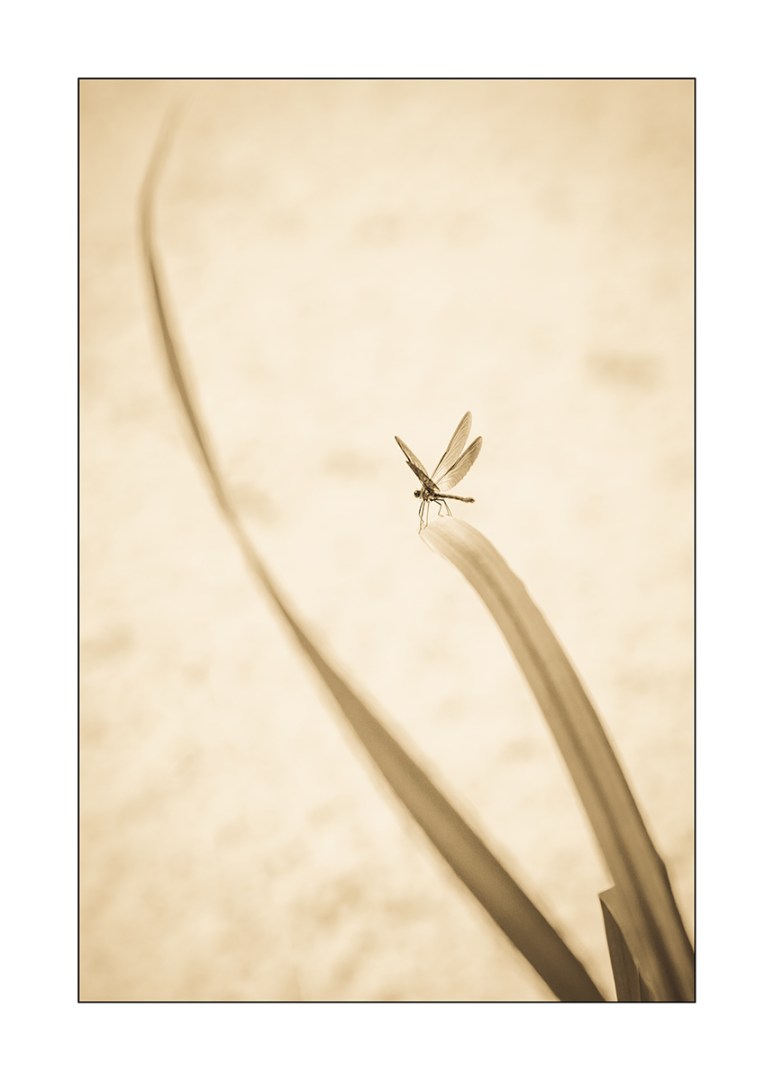 SELVOTTA-0022_verticale